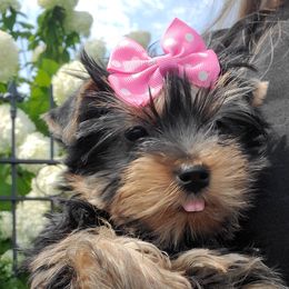 Yorkshire Terrier Puppies from Yorkie Puppies Redwood Ranch Chicago