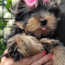 Yorkshire Terrier Puppies from Yorkie Puppies Redwood Ranch Chicago