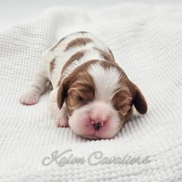 Laurel - Blenheim female Cavalier King Charles Spaniel puppy in Tyler, Texas from Kalon Cavaliers