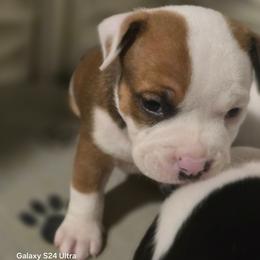 Tatar Tot - Seal brown female American Bully puppy in Tyler, Texas from Big Momma'z Monsta Bullies (BMMB)