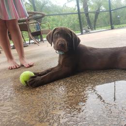 Labrador Retriever Puppies from Jacquye Schimmel