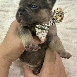 French Bulldog Puppies from Jasmine McMurtry