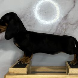 Dachshund Puppies from Little Legs Miniature Dachshunds