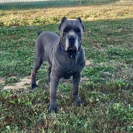 Titan - Cane Corso