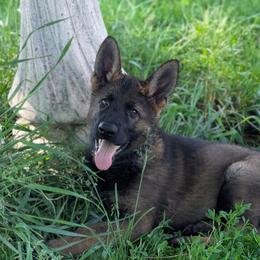 Jett - Sable male German Shepherd puppy in Motley, Minnesota from Von Thomson Haus