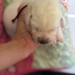 Mille Laca- maroon collar - Yellow female Labrador Retriever puppy in Isanti, Minnesota from Four Corners Family Labs