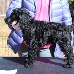 Girl 2 - Poodle puppy in Howard County, Maryland from Sarsel Poodles