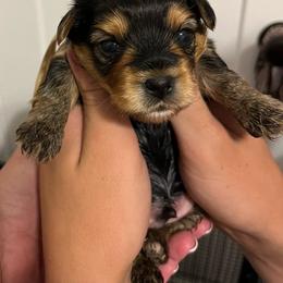 Ivar - Black and tan male Yorkshire Terrier puppy in Forest, Virginia from Majestic Touch Kennels and Pet Services