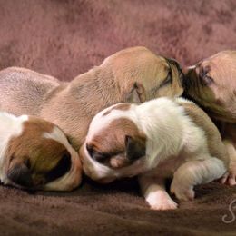 American Bully Puppies from SouthernCharm Kennel (SCP)
