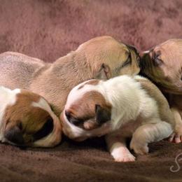 American Bully Puppies from SouthernCharm Kennel (SCP)