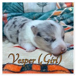 Vesper - Blue merle and white female American Corgi puppy in Scottown, Ohio from Wyndy Ridge Corgis