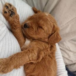 Marigold - Red female Bernedoodle puppy in Mint Hill, North Carolina from Ball-Y-Hoo Bernedoodles