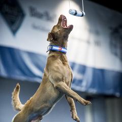 Decoy - Chesapeake Bay Retriever