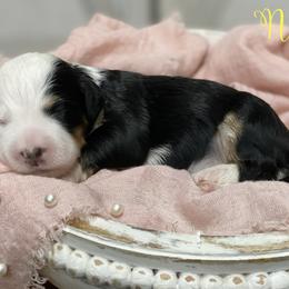 Nyx - Tri-color female Bernedoodle puppy in Henry, Illinois from Rowe Farms Doodles