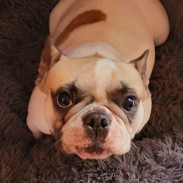 Belle - French Bulldog