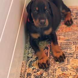 Deebo - Black and rust male Doberman Pinscher puppy in Mason, Texas from Hill Country Family Dobermans