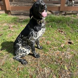 Boomer - Black roan male German Shorthaired Pointer puppy in Bainbridge, Georgia from Chapman Bird Dogs