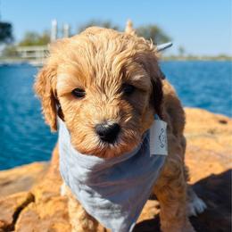 Rooter - Brown male Cockapoo puppy in Kingfisher, Oklahoma from Perdue Puppies
