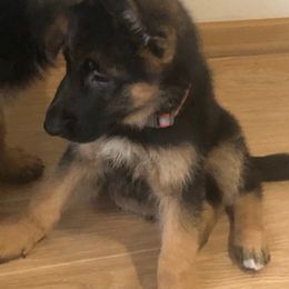 German Shepherds from Dimitrova Shepherds