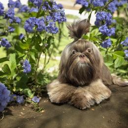 Shih Tzus from The Tzu Fighters
