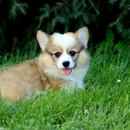 Timmy - Red male Pembroke Welsh Corgi puppy in St. Charles, Iowa from Kim Boyle's Pembroke Welsh Corgis