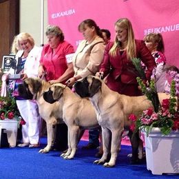 French Bulldog and Mastiff Puppies from Stonehaven Mastiffs and French Bull dogs