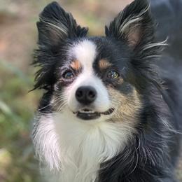 Bailey - Toy Australian Shepherd