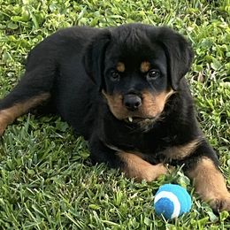 Rottweiler Puppies from Vom Allegiance Haus