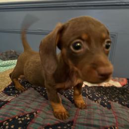 Spunky Girl - Chocolate and tan female Dachshund puppy in Vineland, New Jersey from Corgis at the Jersey Shore/Frenchie Connection