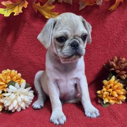 Apricot Cream Boy - Cream male Pug puppy in Tulsa, Oklahoma from Locust Creek Pugs & Japanese Chin's