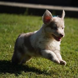 Dreamfyre - Red merle female Australian Shepherd puppy in Kokomo, Indiana from North Central Aussies