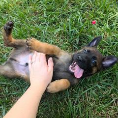 Grumpy - Fawn male Belgian Malinois puppy in Signal Mountain, Tennessee from Torgun Police Dogs