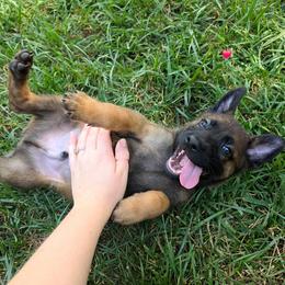 Grumpy - Fawn male Belgian Malinois puppy in Signal Mountain, Tennessee from Torgun Police Dogs