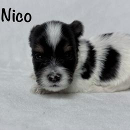 Nico - Black tan and white male Biewer Terrier puppy in Cartersville, Georgia from Alpha Tiny Paws