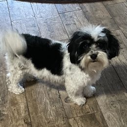 Havanese puppies from Shadycove K9