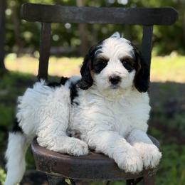 Banana - Tri-color female Bernedoodle puppy in Lancaster, Minnesota from Richardville Hunde
