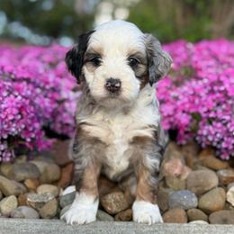 Blondie - Merle female Bernedoodle puppy in Dundee, Ohio from Down Home Doodle