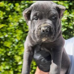 Grey female - Gray female Cane Corso puppy in California from Donato Kennels