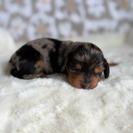 Rooster - Dapple male Dachshund puppy in Morristown, Tennessee from Hillside Hounds