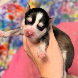 Boy 2 - Gray and white male Pomsky puppy in Centerville, Iowa from LJ Kennels Pomskies, LLC