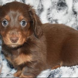 Waffles - Chocolate and tan male Dachshund puppy in Texas from Sparkles & Spurs Mini Dachshunds