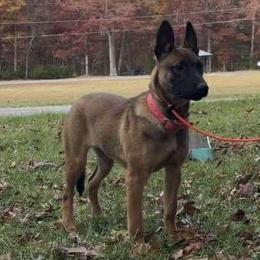 Belgian Malinois Puppies from Rolling G Kennels
