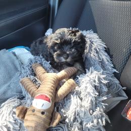 Miniature Schnauzer Puppies from Du Lac Miniature Schnauzers