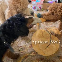 Goldendoodle and Poodle All Grown Up from Apricot Poodles & Goldendoodles