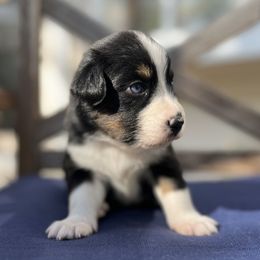 Australian Shepherd Puppies from J&J Aussies