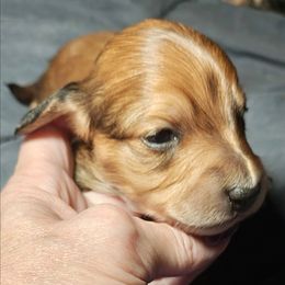 Shaded Cream - Cream male Dachshund puppy in Macon, Missouri from Angelic Doxies