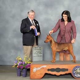 Blade - German Pinscher