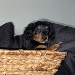 Dachshund and French Bulldog Puppies from Trust Fund Devil Kennel