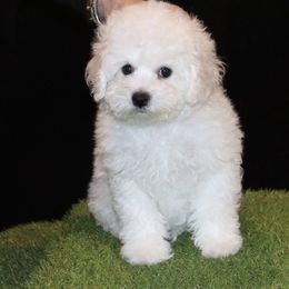 Red Collar - White female Bichon Frise puppy in Michigan from Cher Ami Bichons