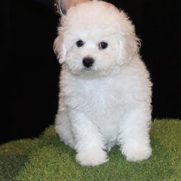 Red Collar - White female Bichon Frise puppy in Michigan from Cher Ami Bichons
